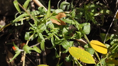 Castilleja minor stenantha