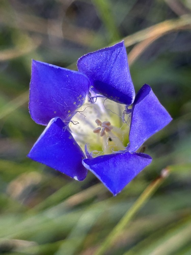 Mendocino gentian (Gentiana setigera)