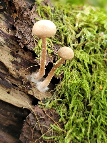 felted twiglet (Tubaria conspersa)