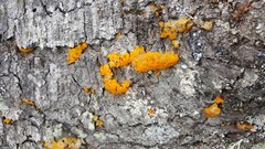 Anthracobia macrocystis