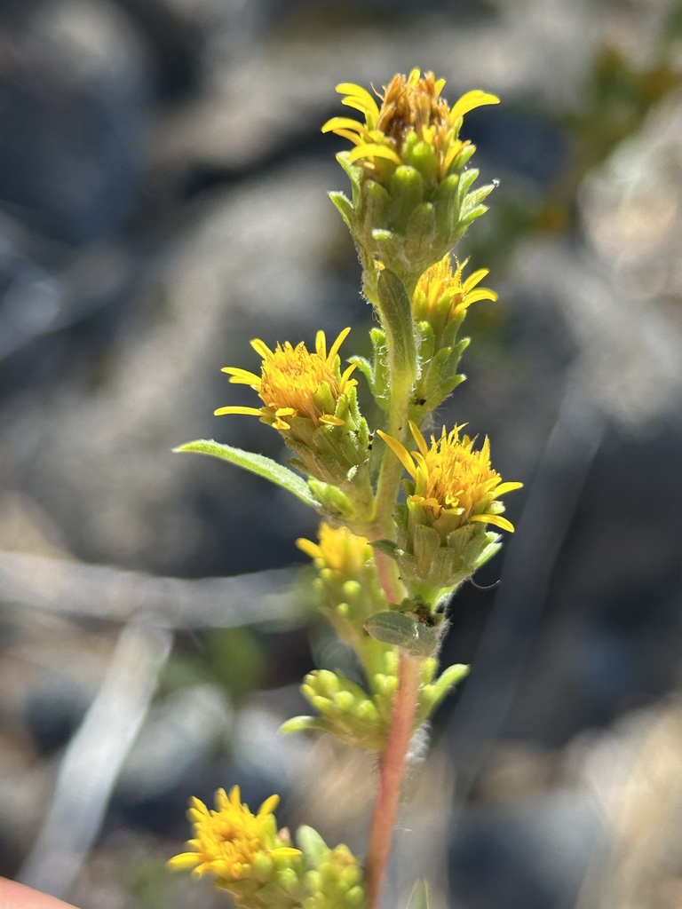 Del Norte Pyrrocoma