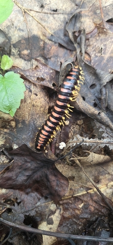 Rudiloria trimaculata