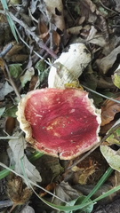 Basidiomycota