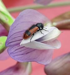 Arthrobrachus nigromaculatus