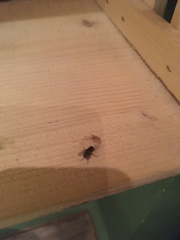 Diptera