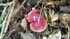 Basidiomycota