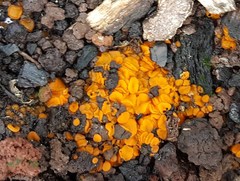 Anthracobia macrocystis