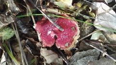 Basidiomycota