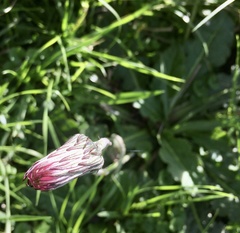 Chaptalia arechavaletae