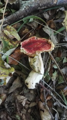 Basidiomycota