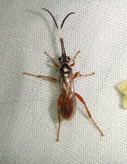 Cratichneumon w-album