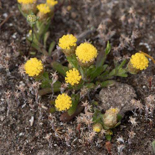 Leptorhynchos waitzia observed 2019-10-15