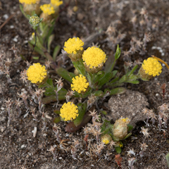 Leptorhynchos waitzia