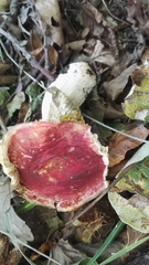 Basidiomycota
