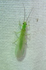 Alloperla