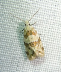 Aethes argentilimitana