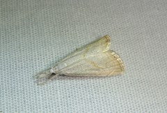 Haimbachia placidellus