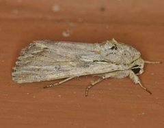 Spodoptera albula