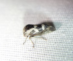 Ophiderma