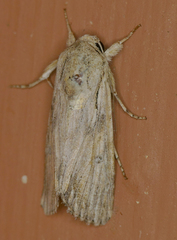 Spodoptera albula