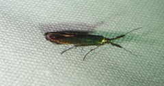 Coleophora mayrella