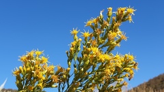 Ericameria pinifolia