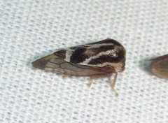 Smiliini