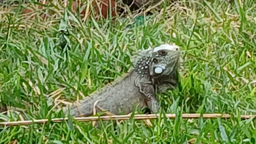 Green Iguana (Green)