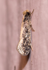 Tinea mandarinella