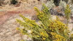 Ericameria pinifolia