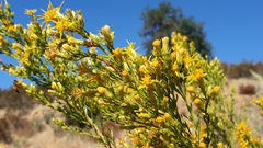 Ericameria pinifolia