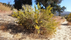 Ericameria pinifolia