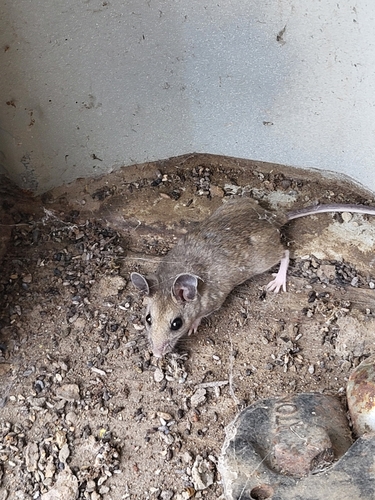 iNaturalist observation photo of North American Deer Mice