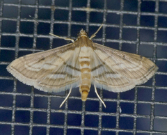 Marasmia trapezalis