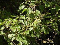 Clematis dioica