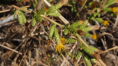 Hazardia squarrosa grindelioides
