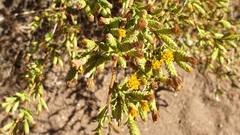 Hazardia squarrosa grindelioides