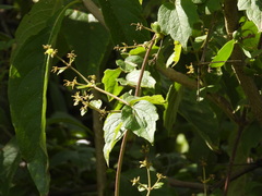 Clematis dioica