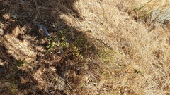 Hazardia squarrosa grindelioides