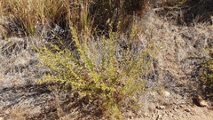 Hazardia squarrosa grindelioides