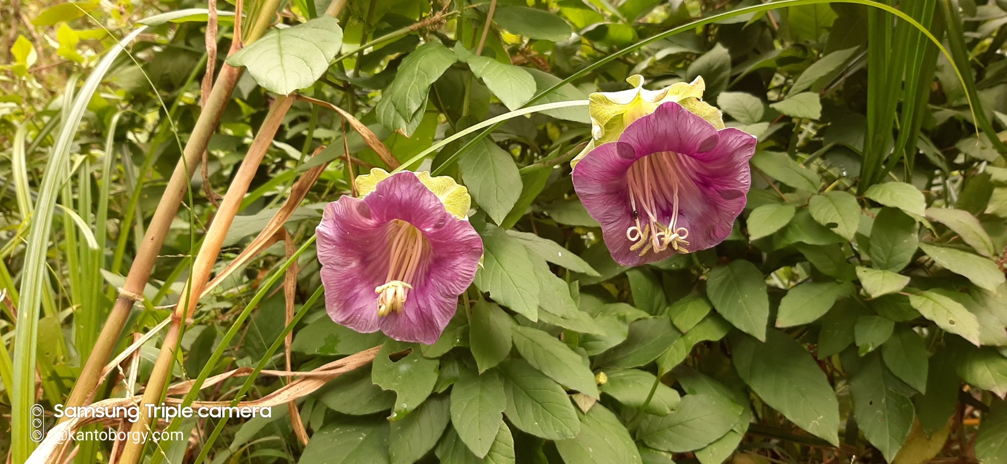 Polemoniaceae image