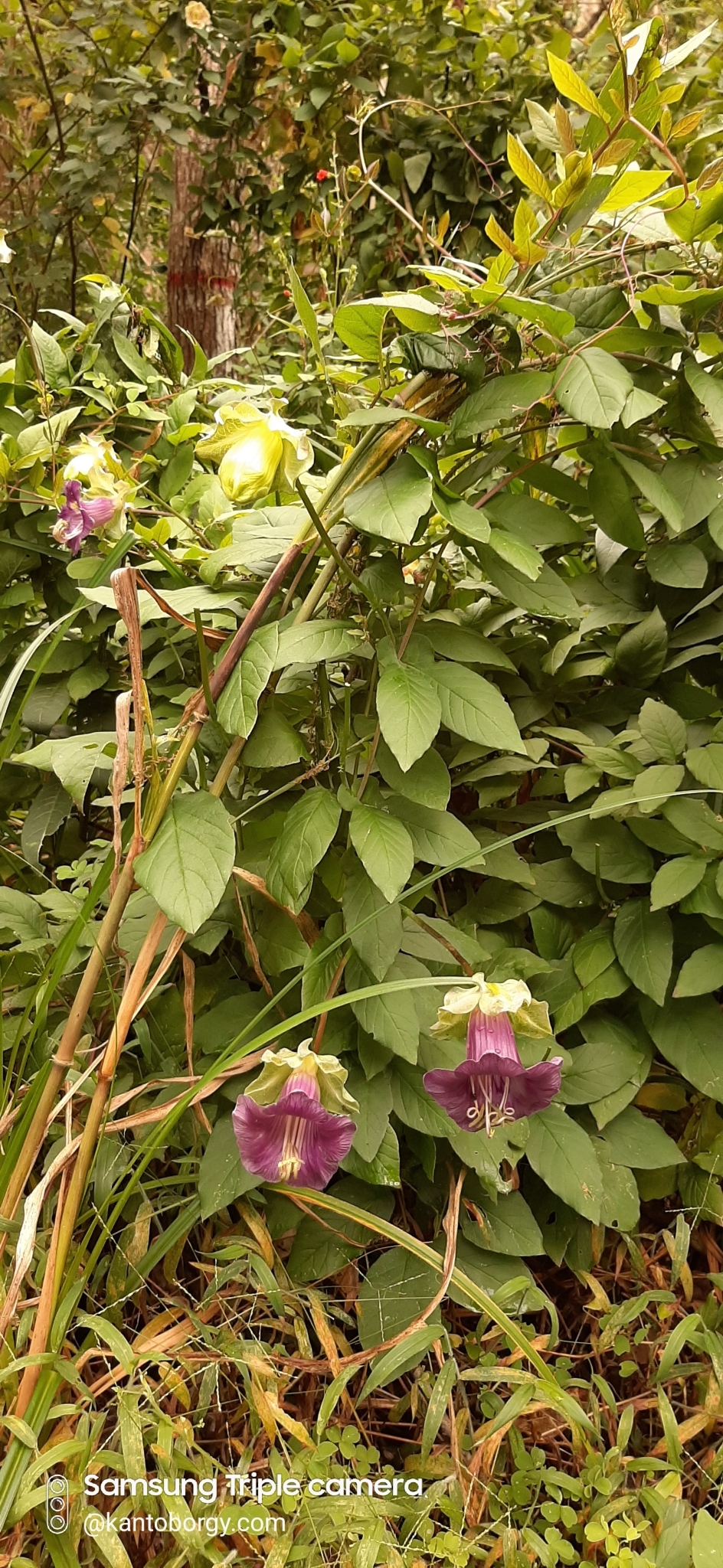 Polemoniaceae image