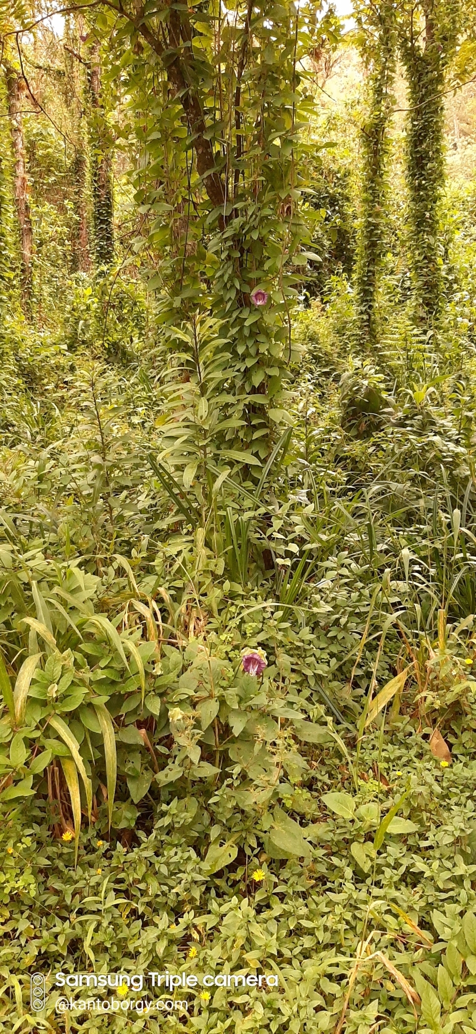 Cobaea image