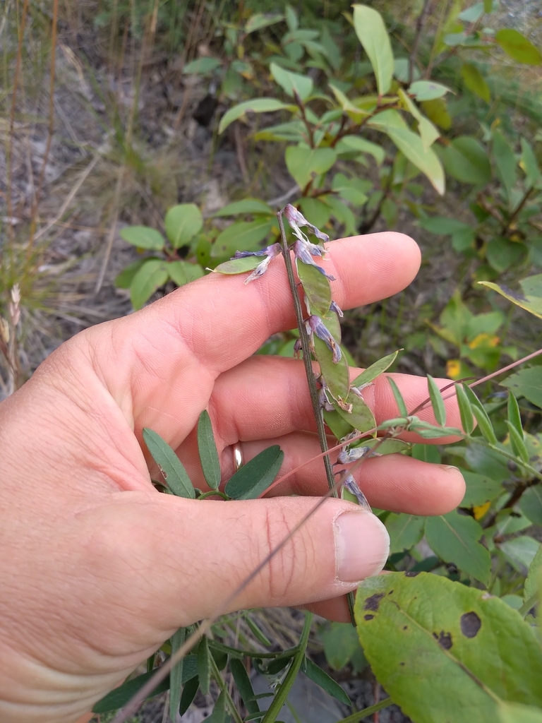 Vetch Alaska tufted vetch from Kalifornsky, AK, USA on July 29, 2025 at 01:39 PM by ...