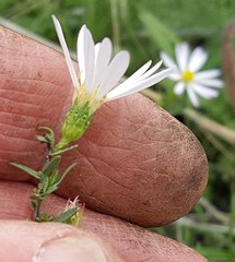 Symphyotrichum hallii