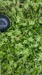 Sanguisorba occidentalis