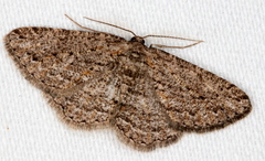 Zermizinga sinuata
