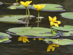 Nymphoides fallax