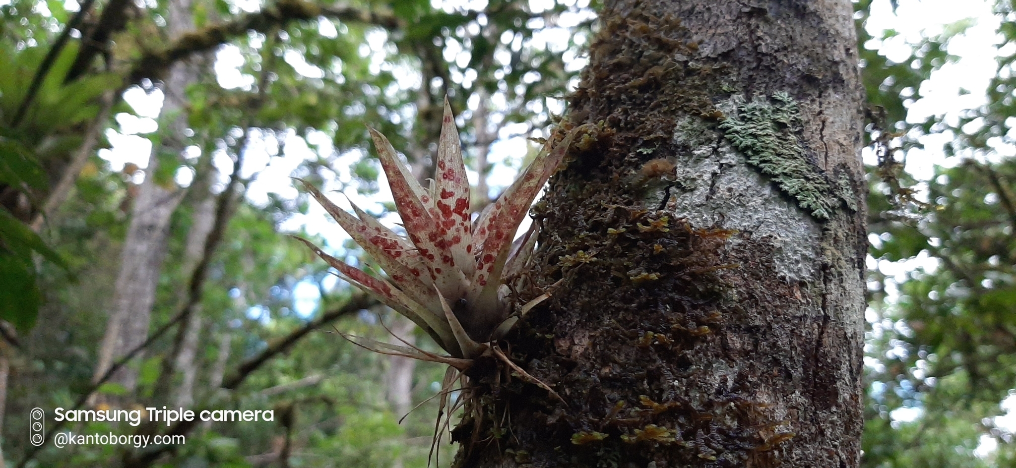 Tillandsia biflora image