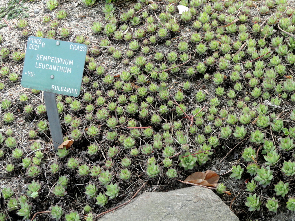 Sempervivum leucanthum
